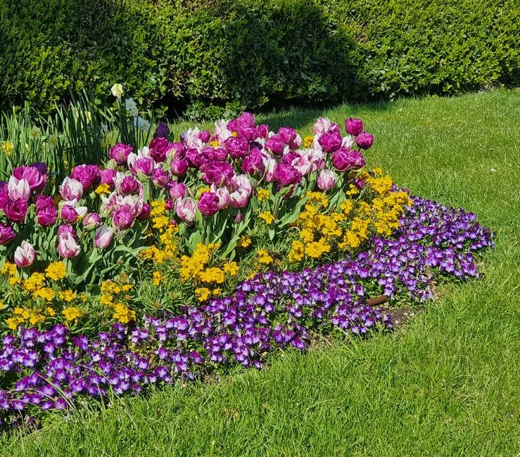 Bordure de tulipes et crocus printaniers, palette vegetale saisonniere